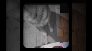 1000048536.mp4 (Собака наблюдает за устройством лестницы на 2 этаж в доме А-фрейм)