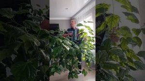 Миндихан Уразбаев - Әлдә һин бар әле донъяла!