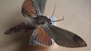 БРАЖНИКИ: 703. Afroclanis calcareus