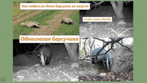 Одноглазая мать-барсук. Как подросли дети барсуков за месяц август. Соседи - мыши и дрозды, 2025