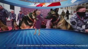 Кинологи ФСИН России в сюжете Первого канала.