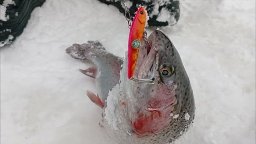 Поимки форели на активные и стационарные снасти. Спорт-зона. Клёвое место Лосиныйостров. смотреть онлайн