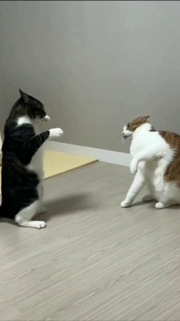 Смешные коты #109-7