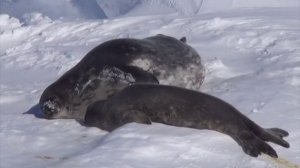 Антарктида. Тюлень Уэдделла.