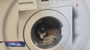 Постиранный в стиральной машине кот с достоинством пережил случившееся