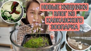 Новые хищники и химия. Влог с Красной Поляны