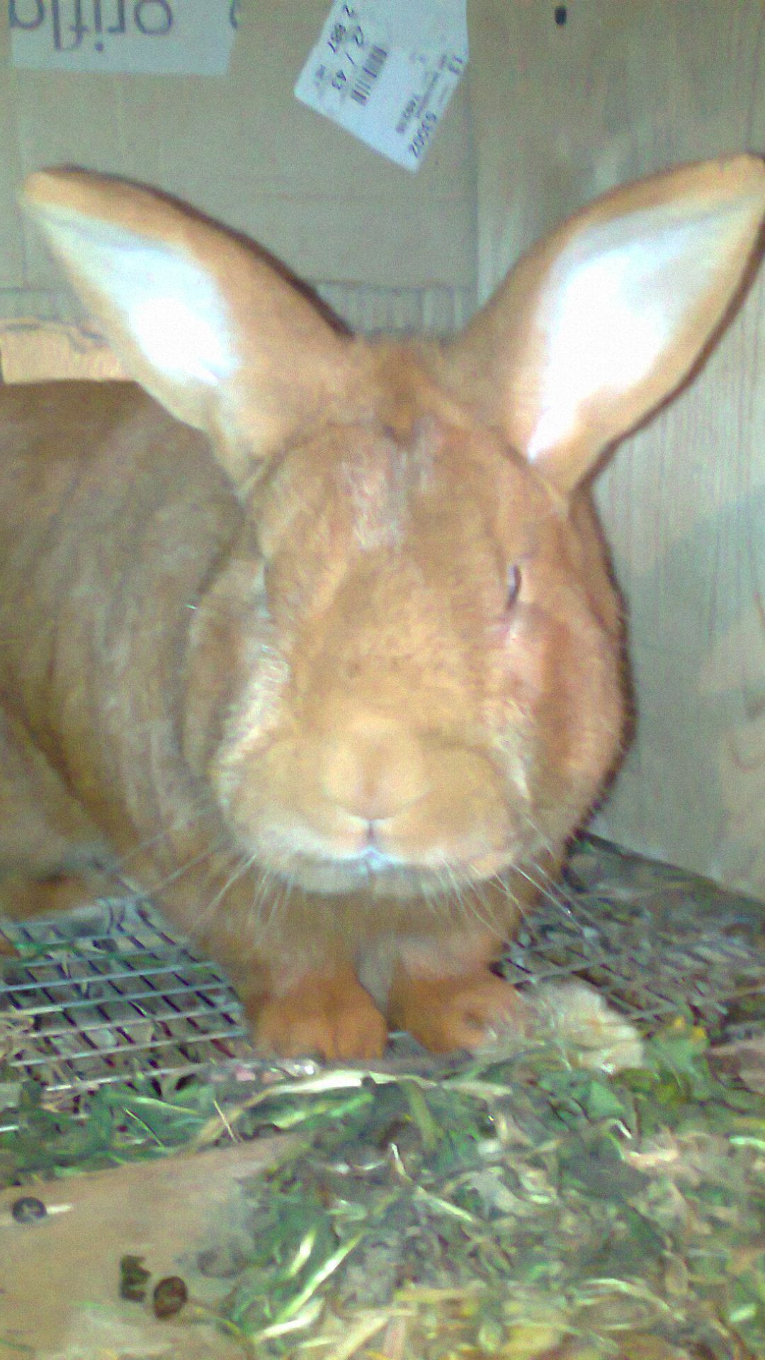 Ох уж эти ушки...😀😀😀!😆 смотреть онлайн