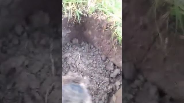 сажаю виноград