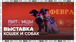 Выставка "Лучшие собаки и кошки России" открылась в Гостином Дворе - Москва 24