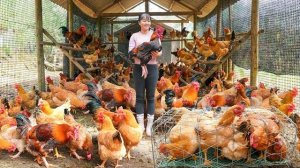 Собираю много цыплят на ферме, и использую 3-колесный грузовик для перевозки цыплят на рынок. Фуонг