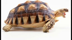 Модная игрушка