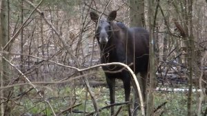 Чеза поставила лося