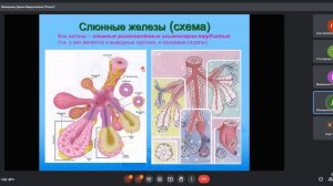 Лекция: Пищеварительная система передний отдел. Второй курс
