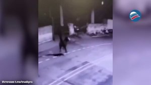 Необычное ограбление: всадник на осле похитил ювелирные изделия в Турции