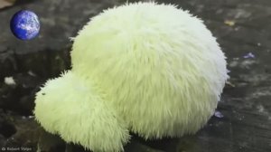 Страшные Находки На Болотах. Часть 2