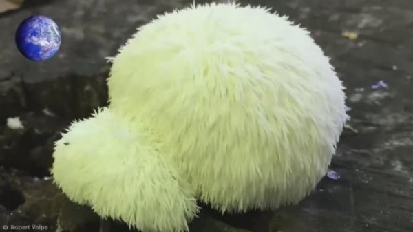 Страшные Находки На Болотах. Часть 2