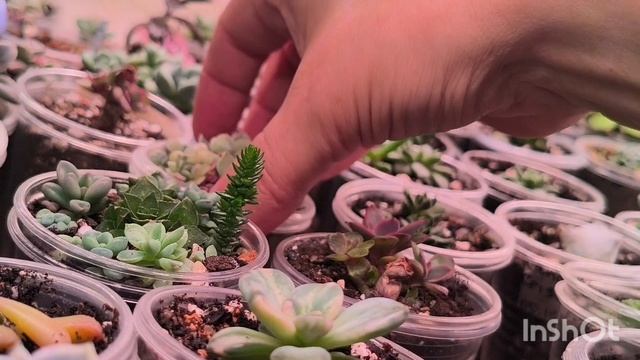 Обзор коллекции суккулентов. Часть 2 смотреть онлайн