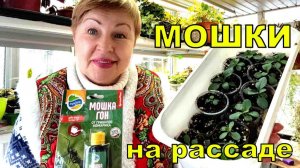 Как бороться с мошками на рассаде и при этом не травиться химией_