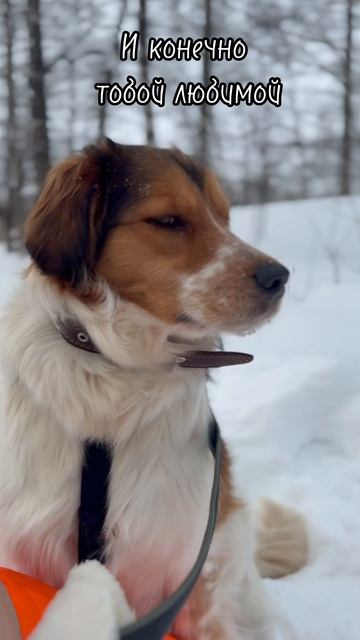 Кнопка в добрые руки