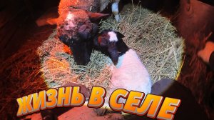 ПОПОЛНЕНИЕ В ХОЗЯЙСТВЕ!! ЖИЗНЬ В СЕЛЕ