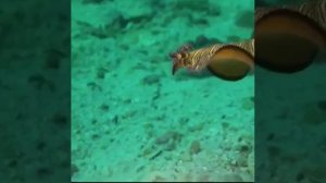 Flatworm Friday! Плоская Пятница!