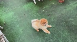 Буся хоть самый старший, но самый игривый.