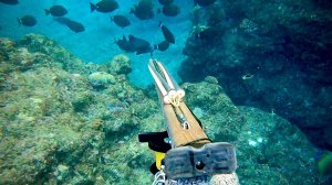 Подводная охота / Обнаружена рыба высокого класса…!