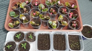 Вся рассада для нашего огорода на 13 февраля томаты перцы и цветы сезон 2026!