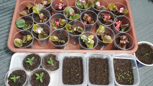 Вся рассада для нашего огорода на 13 февраля томаты перцы и цветы сезон 2026!