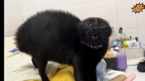 приколы про животных 🤣