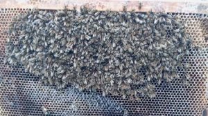 Обстановка на пасеке 13 февраля 2026 года. Первая потеря, шестирамочник погиб...