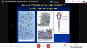 Лекция 1: Цитология. Эмбриология. Эпителиальные ткани. Первый курс
