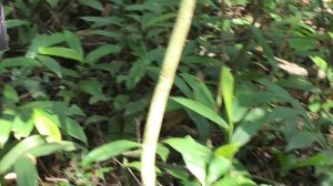 Шимпанзе трекинг в Уганде, легко ли найти их в дикой природе?