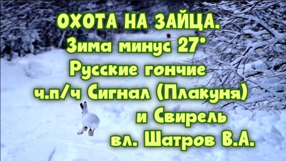 ОХОТА НА ЗАЙЦА.Зима минус 27* РГ ч.п/ч Сигнал (Плакуня) и Свирель вл.Шатров В.А.#охота#топ#hunting смотреть онлайн