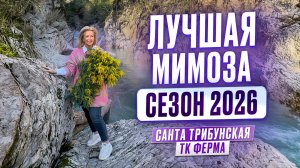 Обзор на мимозу из Абхазии. Сезон 2026