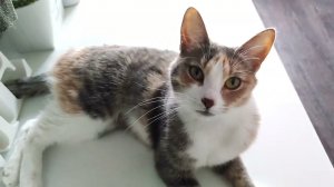 Уборка #374 выходные на кухне)