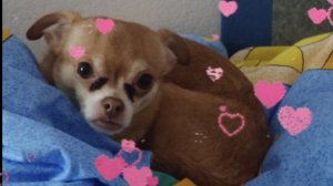 смешная собака🤣 ко дню святого Валентина.