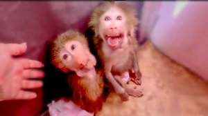 Степа, Маня и Басик ТРЕБУЮТ прогулку по парку и устроили СИДЯЧУЮ ЗАБАСТОВКУ под дверью)))