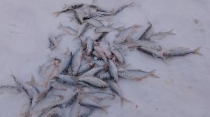 ловля плотвы в феврале,на такой клёв я давно не по падал.Рыбалка в глухозимье.