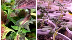 Черенкую колеусы, пикирую горшечные томаты.