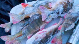 10 месяцев я не был в хижине на разливах.