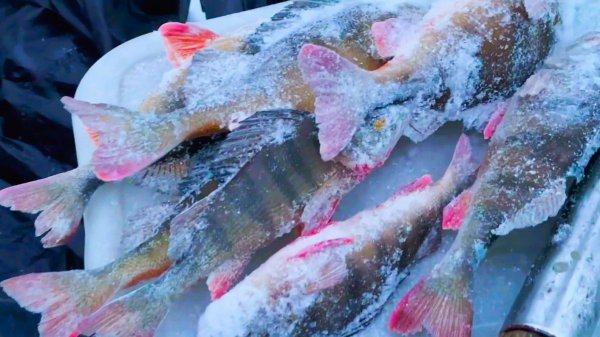 9 месяцев я не был на разливах. СЮРПРИЗЫ в хижине.