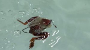 Лягушка-поппер: что скажет щука?