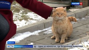 Житель Нальчика создал во дворе приют для бездомных кошек