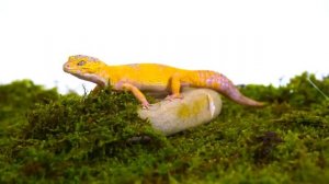 Удивительный мир диких животных тропического леса