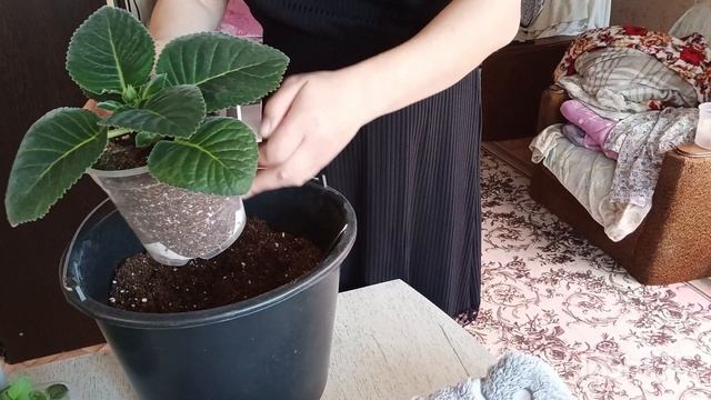 Срочная пересадка трех глоксиний 🤗🧚♂такое количество бутонов может не вытянуть ' цветочные дела ❤ смотреть онлайн