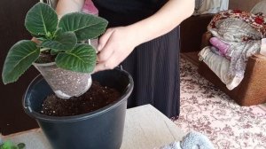 Срочная пересадка трех глоксиний 🤗🧚♂такое количество бутонов может не вытянуть ' цветочные дела ❤