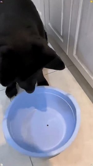 Я бы так не сделала с моим котиком Мартином