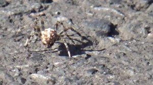 полосатый паук в грядке как пауки натягивают паутину полосатый паук желто черный