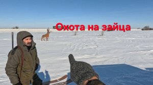 Охота на зайца  Третий лишний